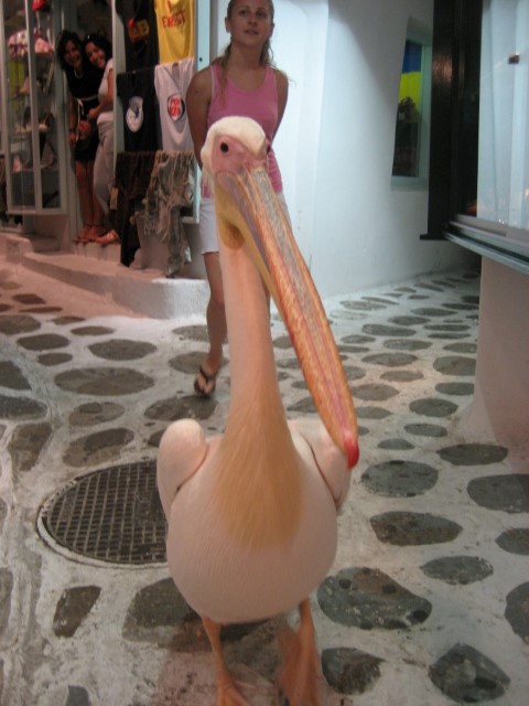 Pelicans in Mykonos