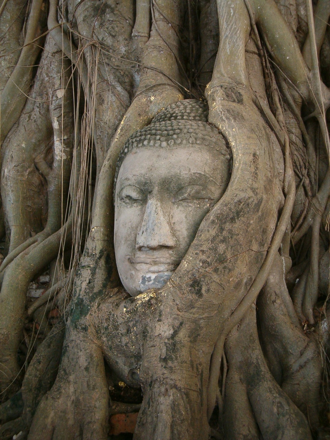 Buddha head embedded in a Banyan tree