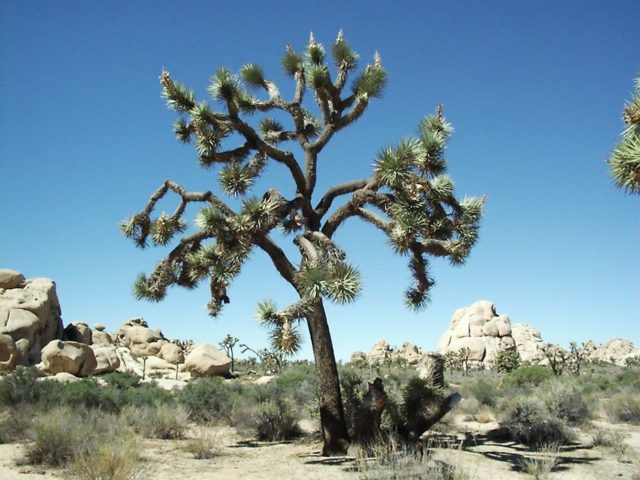 Joshua Tree National Park