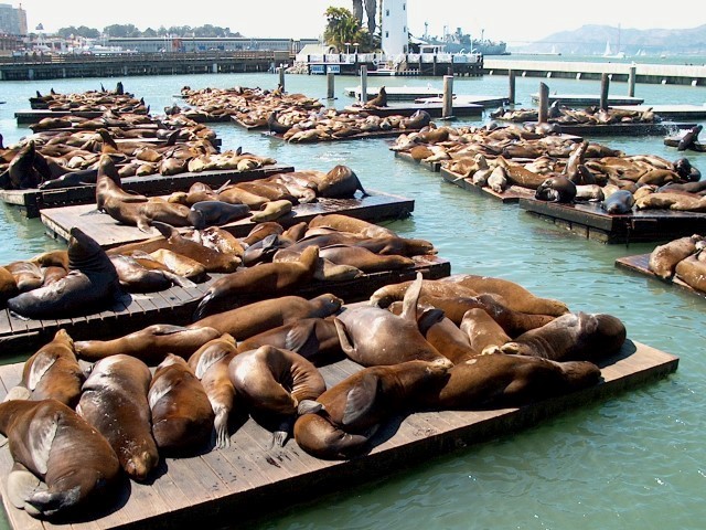 Pier 39